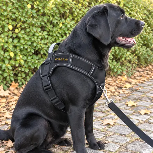 Labrador noir assis sur un chemin couvert de feuilles