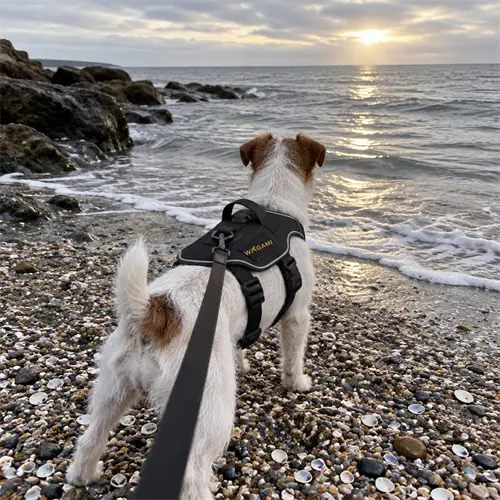 Jack Russell de dos face a la mer au coucher du soleil