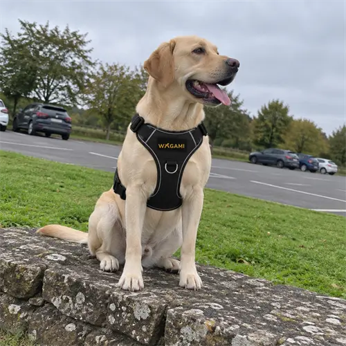 Labrador sable assis sur un muret au bord d une route