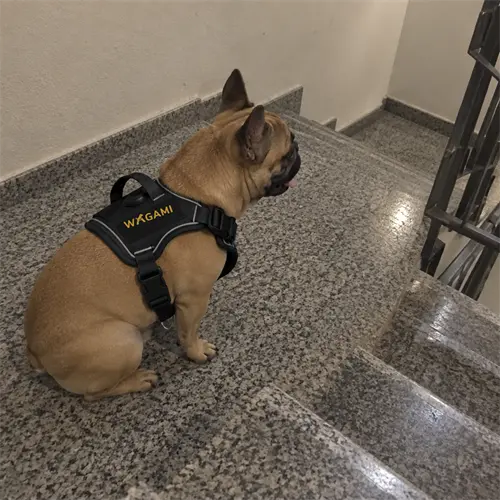 Bouledogue francais fauve dans un escalier d immeuble