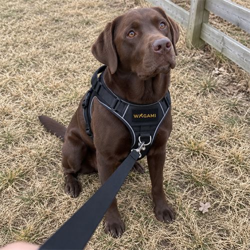Labrador chocolat assis dans l herbe, laisse detendue